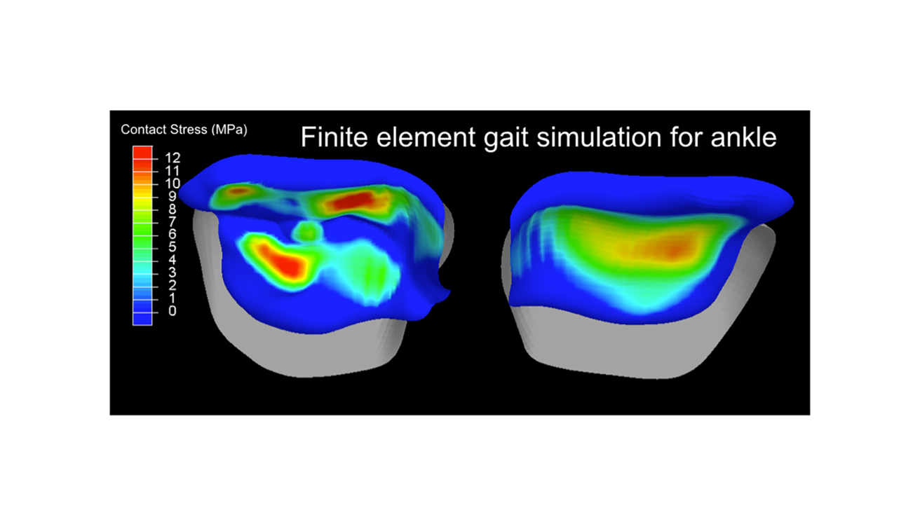 Contact Stress Exposure from Functional Loading Simulation